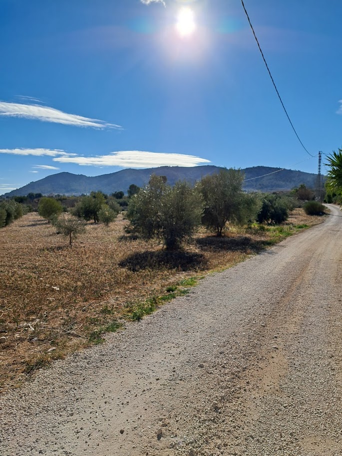 Olive grove landscape